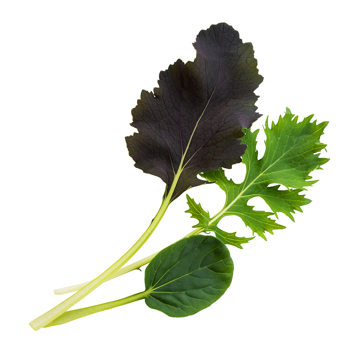 Bild Baby Leaf