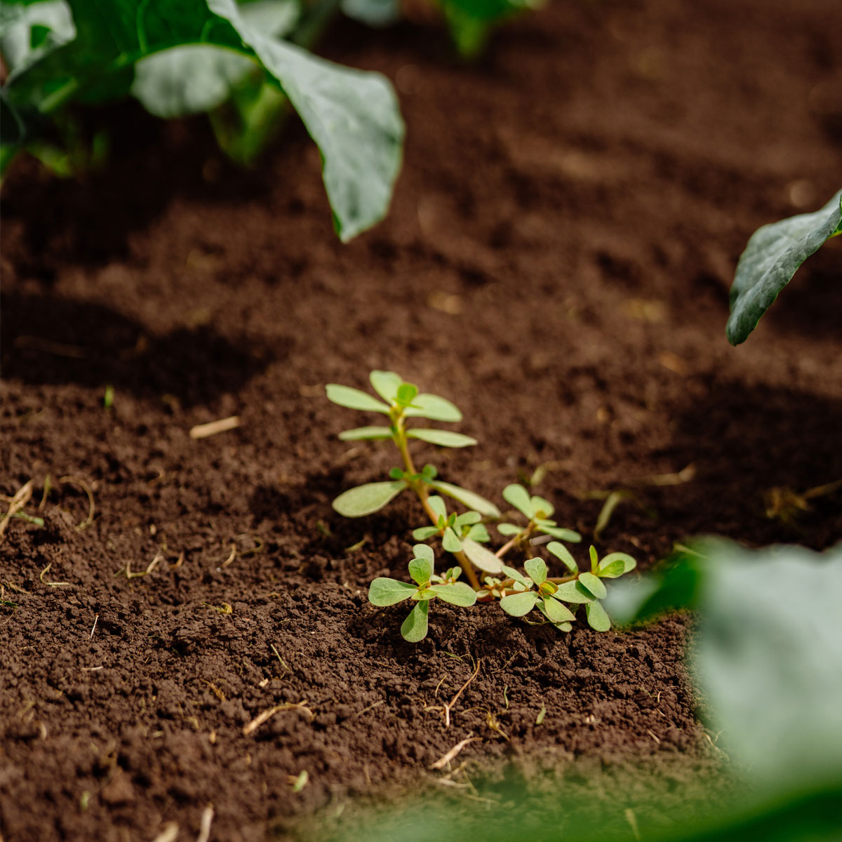 Young plant growing in field soil